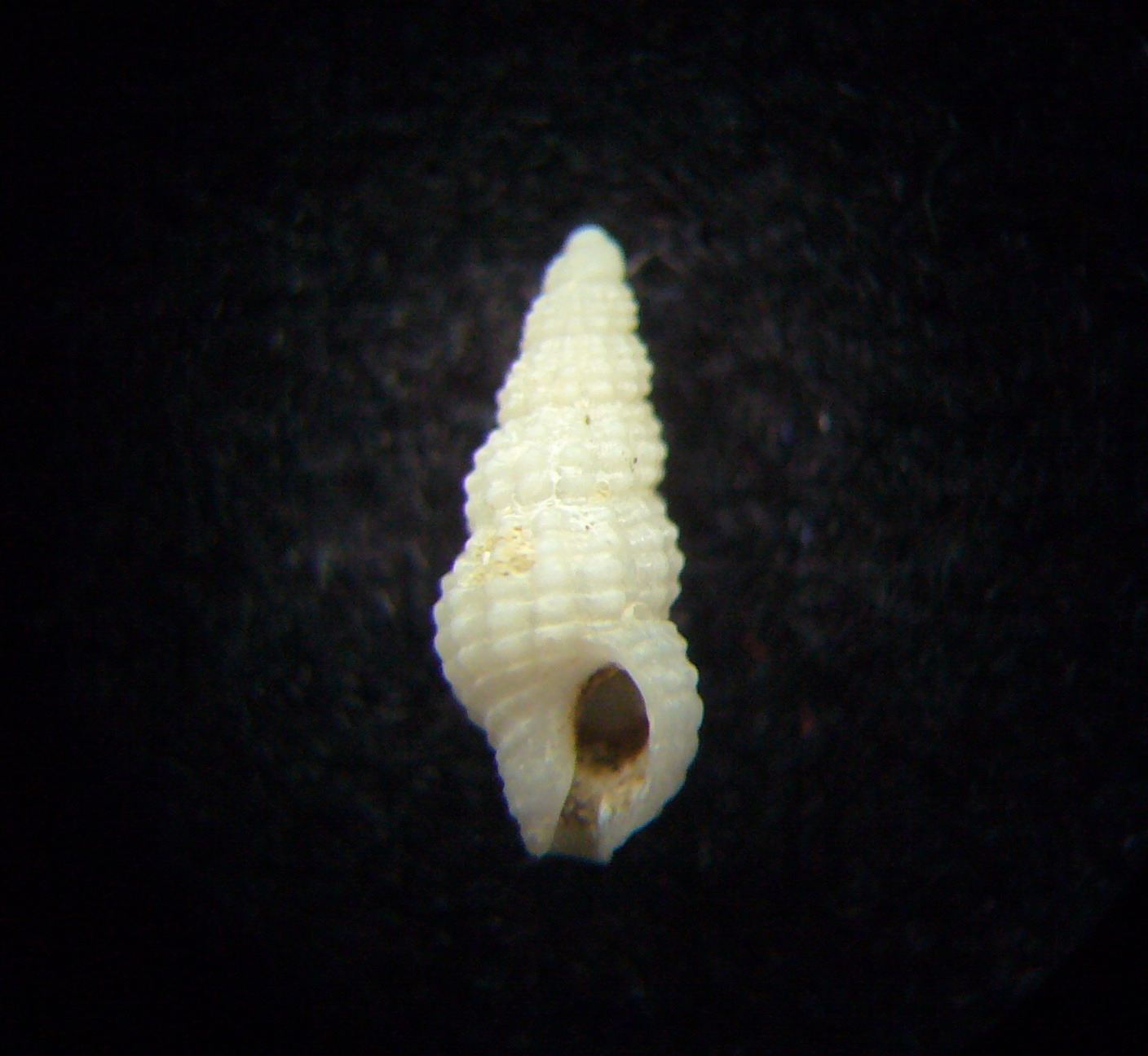 Chauvetia candidissima